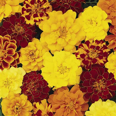 Marigold (French) Bonanza Mix Pro Plugs 120 • £19.99