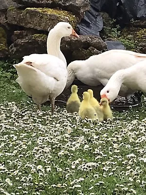 Embden Goose Hatching Eggs X 4 • £12