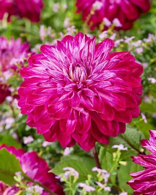 1 - Merlot Magic Decorative Dahlia Flower Bulb #1 Size Tuber Cluster • $10.99