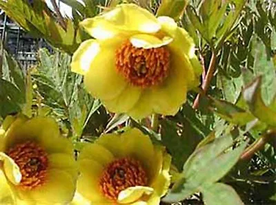 £1.50 • Buy Paeonia Lutea 5 Seeds Yellow Tree Peony