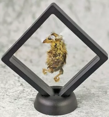 W100f Taxidermy Preserved Quail Chick Display Specimen Bird Oddities Curiosities • $21.99