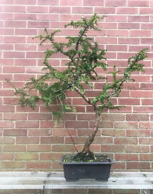Large European Yew - Taxus Bucatta Outdoor Bonsai Tree • £395