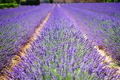 Lavender Flowers Field Meadow Canvas Picture Poster Print Unframed #1097 • £7.90