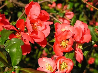 JAPANESE QUINCE. Chaenomeles Japonica- 25 Seeds Lovely Unusual Fruit • £1.69