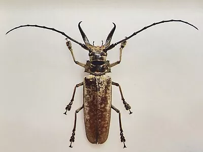 TOP RARITY Callipogon Limonovi 105mm D.R. Mounted Beetle Insect Sericeum Titanus • $4000