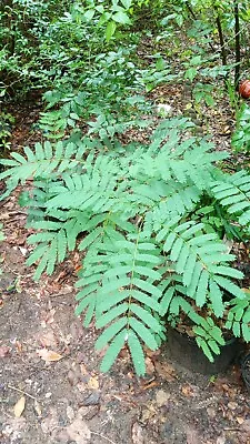 Mimosa / Persian Silk Tree Live Bare Root Tree (BREAKING DORMANCY) Huge Roots! • $35