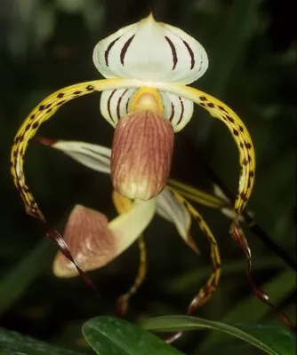 Species Orchid - Paphiopedilum Stonei X Stonei ‘Bear’ • $39