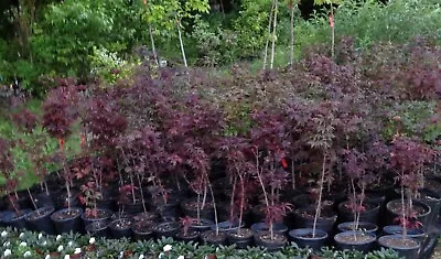 $17.99 • Buy 100 Red Japanese Maple Tree Seeds Acer (Palmatum Atropurpureum) LandscapeBonsai