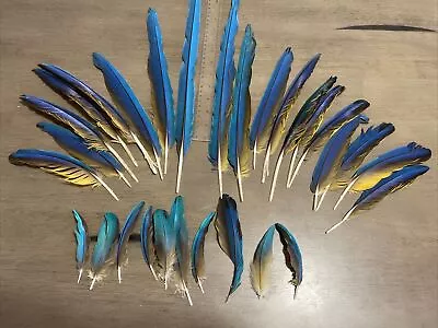 Blue & Gold Macaw Tail And Wing Feathers  4” To 17” Naturally Molted 29 Feathers • $65