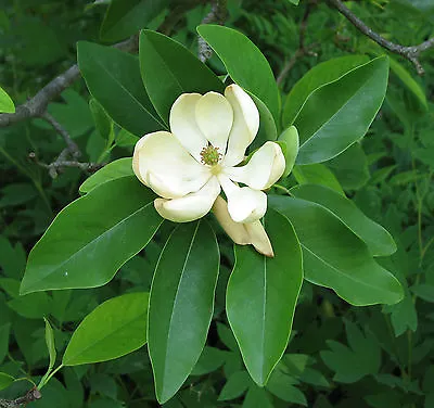 Magnolia Virginiana Australis EVERGREEN SWEETBAY MAGNOLIA TREE Seeds! • $4.99