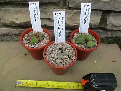 Sempervivum A Trio Of Named Varieties In 7cm Pots Set3 • £9.99