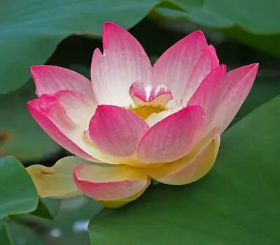 Hop Pink Lotus/Water Lily Flower/Bonsai Lotus/Ponds / Bow/5 Fresh Seeds • £3.95