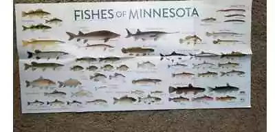 Fishes Of Minnesota Educational Poster 34  By 16  • $12.99