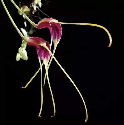 Masdevallia Reichenbachiana Rare Costa-Rican Miniature Orchid Species • $59.99