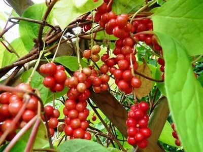 Schisandra Chinensis | Magnolia Vine | 10 Dried Berries • $3.79