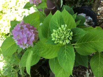 Flowering Bigleaf Hydrangea 15 - 18  Inches  Tall Qty-1  $22.00  Each  • $20