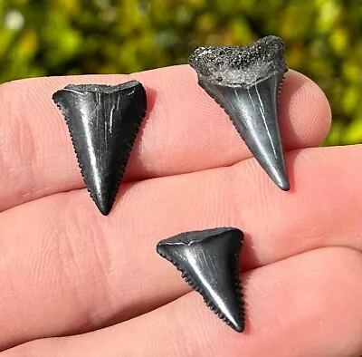 Fossil Great White Sharks Teeth LOT OF 3 Megalodon Age South Carolina Shark • $24.99