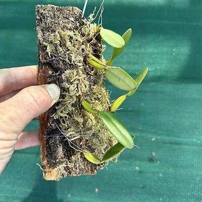 Bulbophyllum Orchid (Medium Mounted On Bark) Auto Combine Postage • $29.99