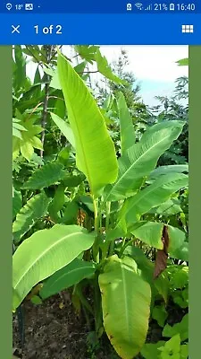 Canna Tuerckheimii 1 Plant • £9