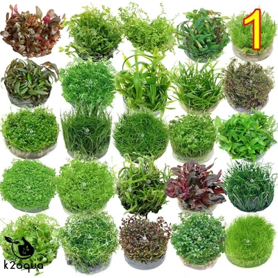 £6.49 • Buy Live Aquarium Plants In Vitro - Aquatic Tropical Fish Aquascaping Carpet InVitro