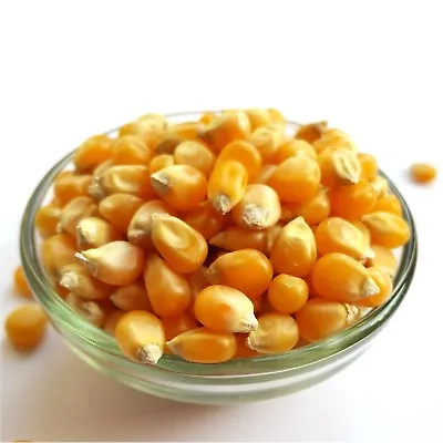 £1.79 • Buy Popping Corn Raw Popcorn Kernels Maize Seeds 100g 200g 500g 1Kg 1.5Kg