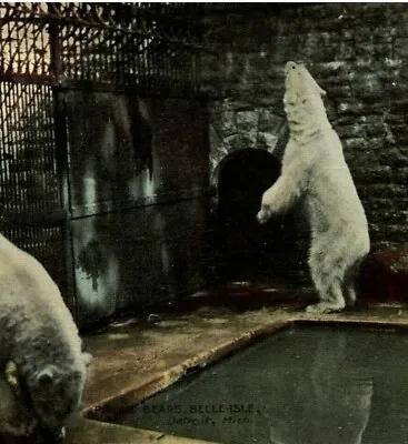$6.50 • Buy 1910s Detroit, MI Belle Isle Zoo. Polar Bear Animal Exhibit  Postcard