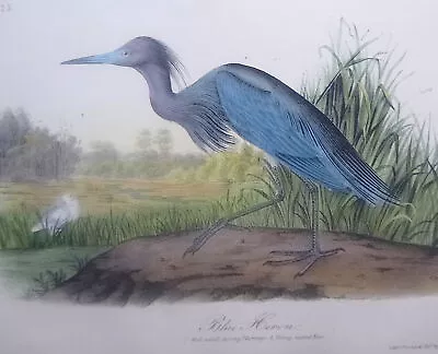 Audubon   1st Ed Octavo     BLUE HERON     Birds Of America      1840 Original • $1100