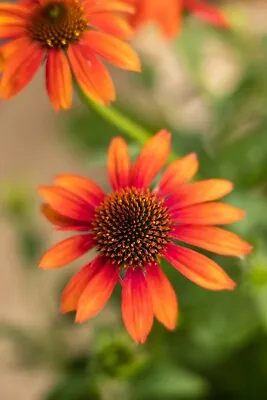 Echinacea Prairie Blaze Orange Sunset 1x1 Litre Hardy Perennial Coneflower Plant • £5.75