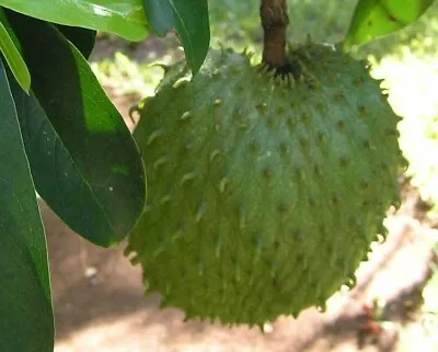 $7.66 • Buy Annona Muricata | Soursop | Dutch Durian | Guanabana | 5_Seeds