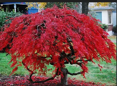 Red Dwarf Japanese LACELEAF MAPLE Tree 10 Seeds • $9.99