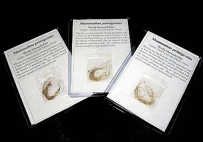 Pleistocene Ice Age Woolly Mammoth Hair Permafrost Fossil Not Ivory • £12.50