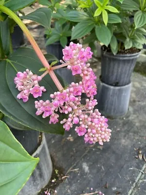 Medinilla Myrantha Grown In A 6  Pot • $25.50