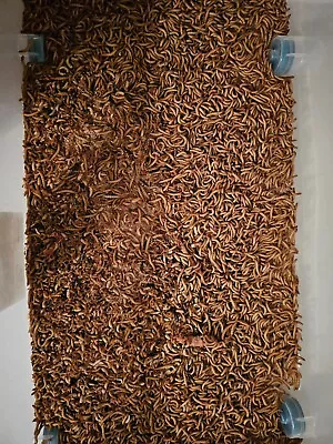 Live Mealworms (Tenebrio Molitor) Free Shipping And Live Delivery Guarantee • $12.99