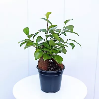 Ginseng Ficus Plant Retusa Bonsai LIVE Evergreen Houseplant In 4  Pot • $25.95