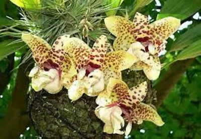 $85 • Buy Orchid Plant Stanhopea Hernandezii