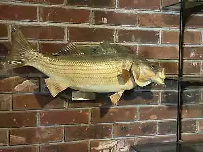 Large Striped Bass Taxidermy Mount  • $125