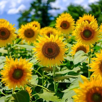 Sunflower MAMMOTH GREY – STRIPE Edible HEIRLOOM Bees 12' Tall! Non-GMO 50 Seeds! • $4.48