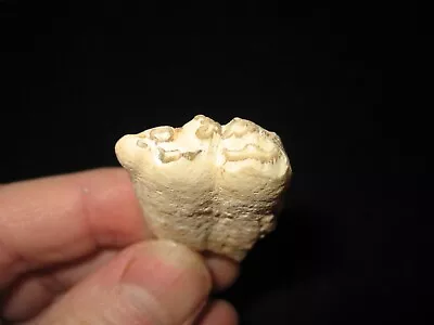 Miocene Fossil Horse Tooth Proboscidipparion Sinensis Rare Type #2 • £20