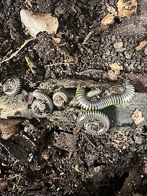 CB Bumble Bee Millipede (Anadenobolus Monilicornis)  • £9.99