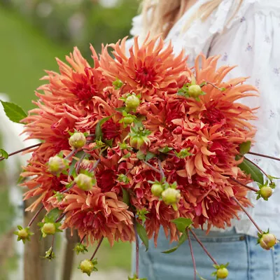T&M Dahlia Erpeler Ley Garden Flowering Easy To Grow Patio 2x Half-Hardy Tuber • £16.99