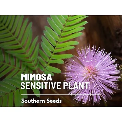 Mimosa Sensitive Plant (Mimosa Pudica) - 50 Seeds - Moves With Touch • $1.95