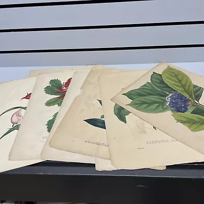 8 Vintage Botanical Lithograph - 11x14 • $76.39