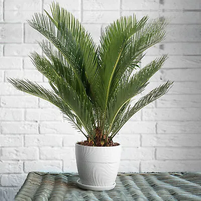 Sago Palm Large Indoor House Plant Real Evergreen Tall Big Exotic Rare Plants • £34.99