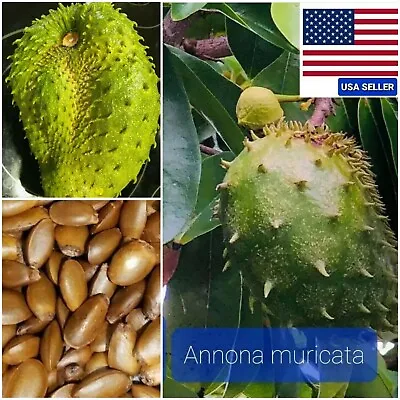 $30 • Buy (100) Seeds From SOURSOP / ANNONA MURICATA / GRAVIOLA GUANABANA 