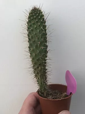 £4.99 • Buy Opuntia Consolea Monliformis Exact Cactus Plant From Photo In 6cm Pot