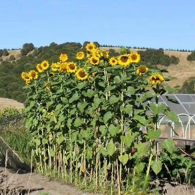 50+MAMMOTH Russian SUNFLOWER Seeds Organic Giant Huge Annual Wildflower Easy • $3.50