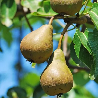 Concorde Pear Tree 4-5ft Tall Self-Fertile Sweet & Juicy Pear • £24.99