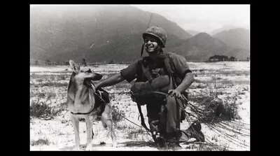 Vietnam War Dog PHOTO Parachute Jump US Marine Da Nang 68 • $4.48