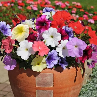 40 X Petunia Eagle Mixed Plug Plants • £8.99