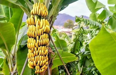 Musa Acuminata - Cavandish Banana - 10 Seeds • £2.99